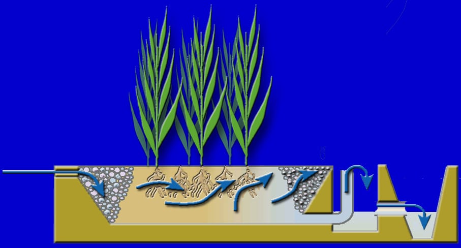 schéma phytoépuration
